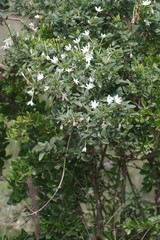 Jasminum angulare