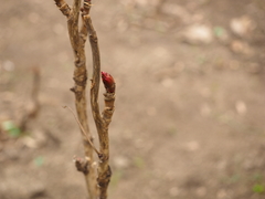 Paeonia × suffruticosa