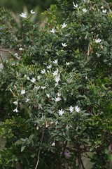 Jasminum angulare