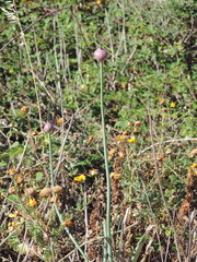 Allium