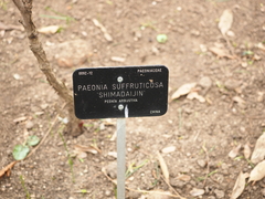 Paeonia × suffruticosa