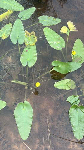 Nuphar sagittifolia, photograph 2
