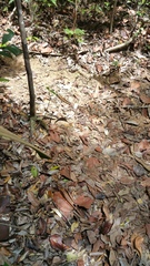 Zonosaurus madagascariensis