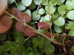 Epilobium pedunculare