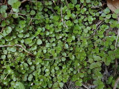 Epilobium pedunculare