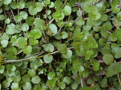 Epilobium pedunculare