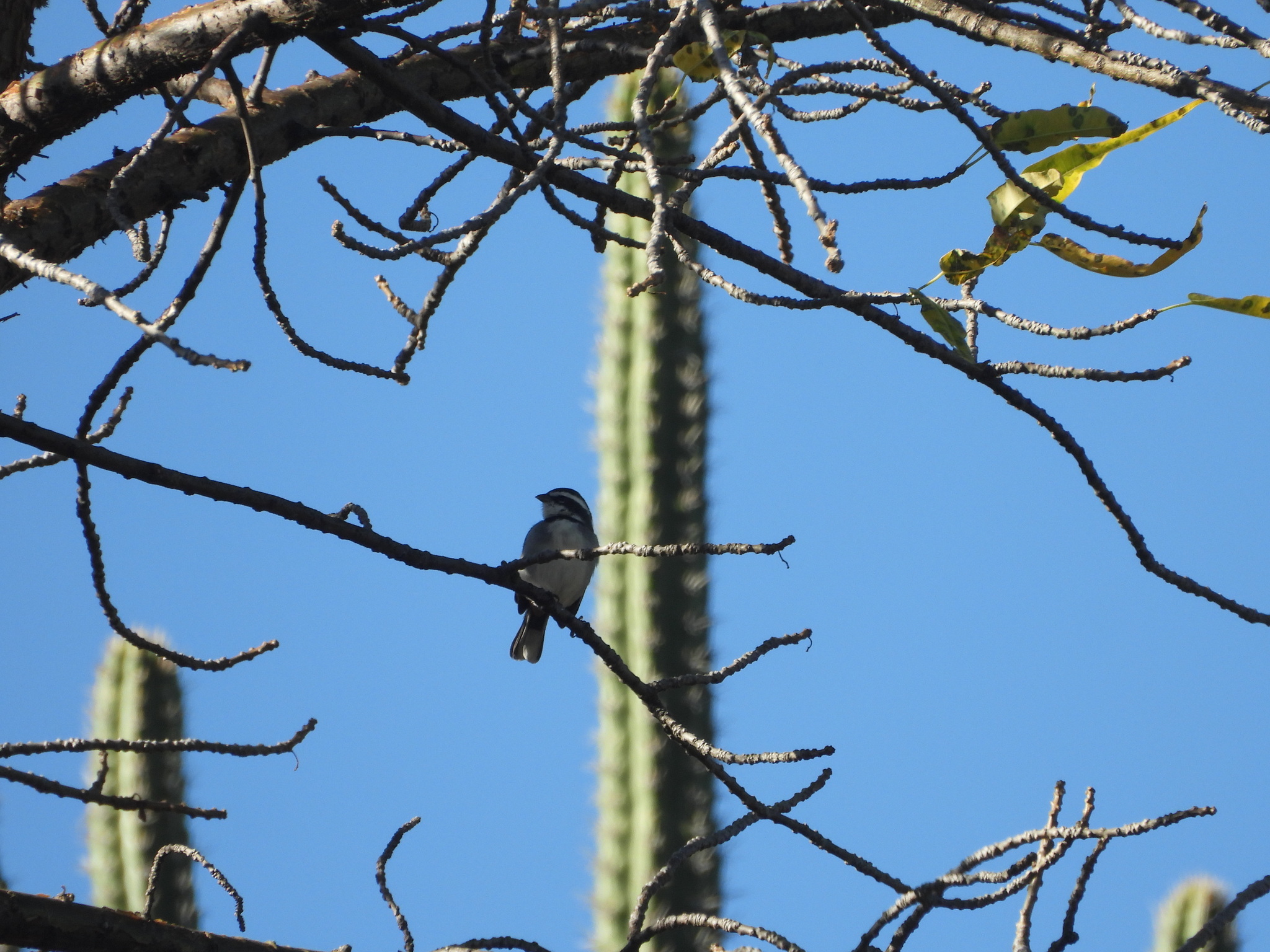 Ringed Warbling Finch (Microspingus torquatus), photo 5