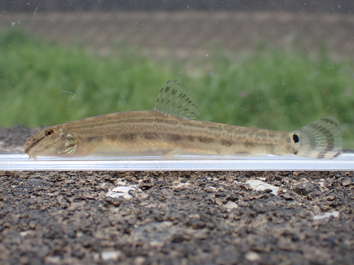 Striated spiny loach (Cobitis striata) — Cobitidae — 4
