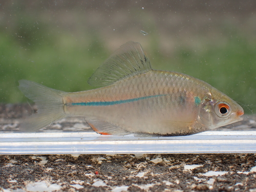 Kyushu bitterling (Rhodeus atremius) — Cyprinidae — 4