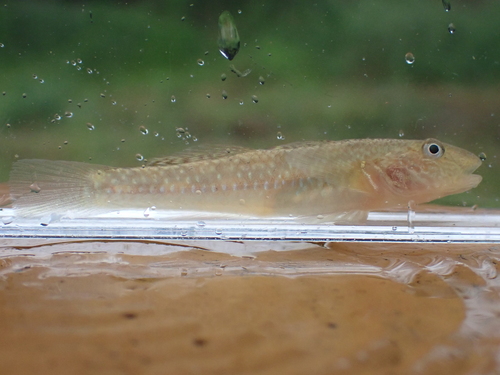 Amur Goby