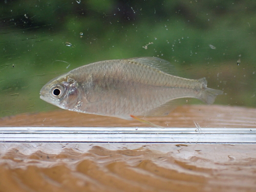 Rosy Bitterling
