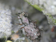 Elaphrus aureus aureus