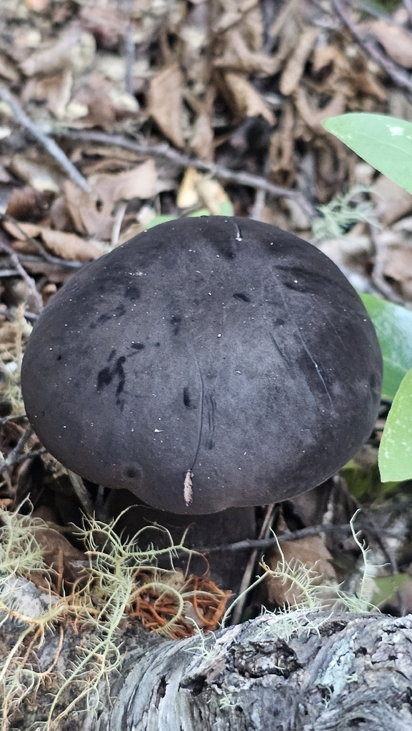 Tylopilus formosus · April 2026 · photo: © henryahh (iNaturalist, cc0)