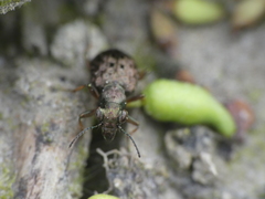 Elaphrus aureus aureus