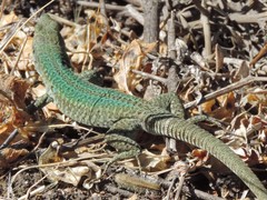 Podarcis siculus tyrrhenicus