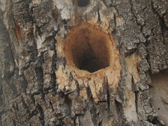 Melanerpes aurifrons