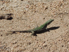 Podarcis siculus tyrrhenicus