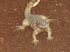 Leiocephalus carinatus