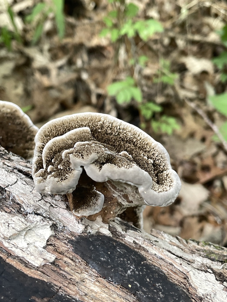 Hexagonia hydnoides · April 2026 · photo: © nathanmayflower (iNaturalist, cc-by)