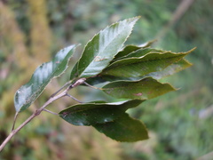 Quercus stenophylloides