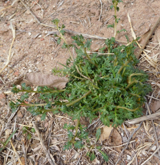 Lepidium oblongum
