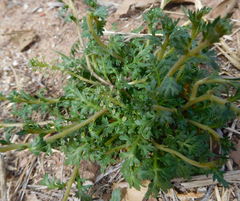 Lepidium oblongum