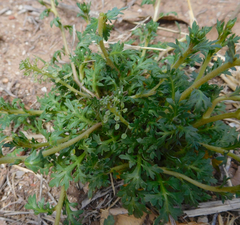 Lepidium oblongum