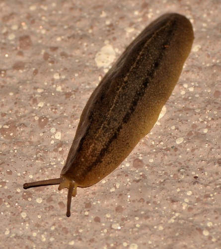 Florida Leatherleaf Slug