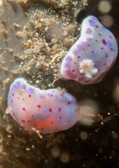 Goniobranchus thompsoni
