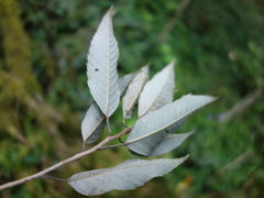 Quercus stenophylloides