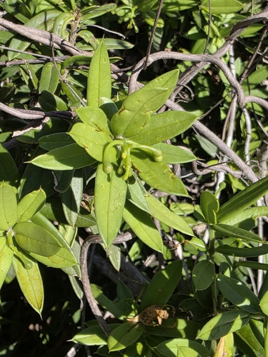 Bonellia macrocarpa, photograph 5