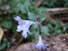 Strobilanthes rankanensis