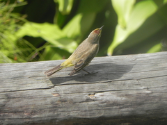 Setophaga palmarum