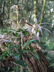 Quercus sessilifolia