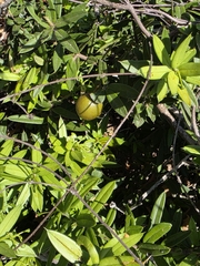 Bonellia macrocarpa, photograph (c) Adrian Bojorquez, some rights reserved (CC BY-SA)