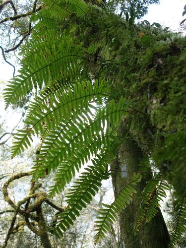 Goniophlebium formosanum (Baker) Rödl-Linder