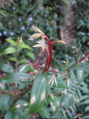 Cinnamomum subavenium