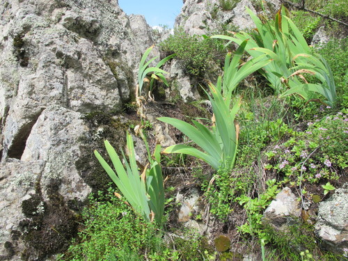 Iris imbricata, photograph 3