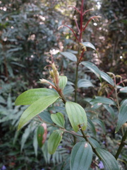 Cinnamomum subavenium