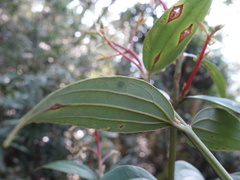 Cinnamomum subavenium