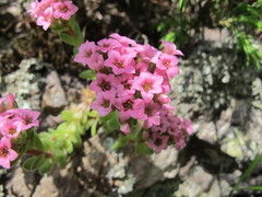 Prometheum pilosum