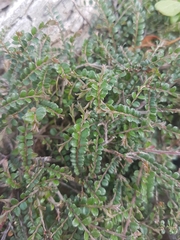 Bossiaeeae