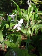 Calanthe aristulifera