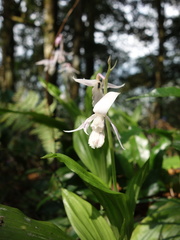Calanthe aristulifera
