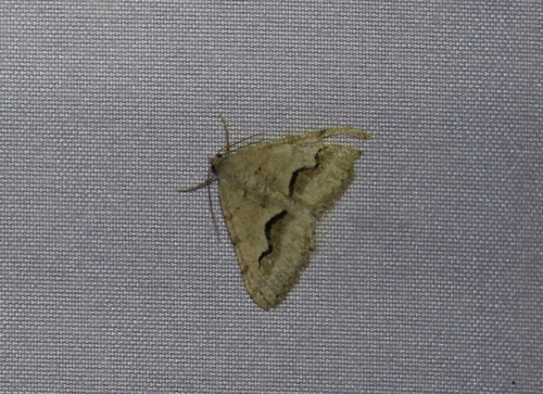 Signate Looper Moth