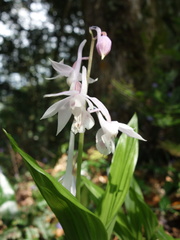 Calanthe aristulifera