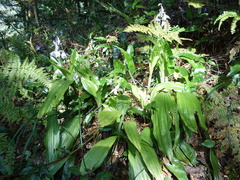 Calanthe aristulifera