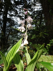 Calanthe aristulifera