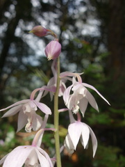 Calanthe aristulifera
