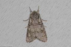 Acronicta tota